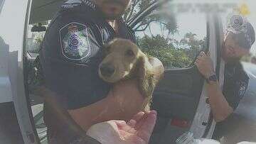 Hot car warning after dog rescued from scorching vehicle on Gold Coast