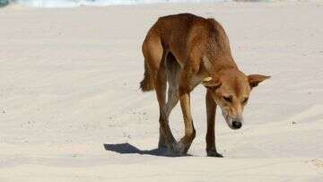 Four-year-old girl flown to hospital after a dingo attack on K'gari