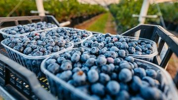 Jump in Aussies eating berries triggers call for pesticide restriction