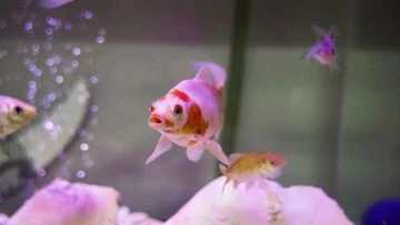 Police charge alleged 'goldfish gobbler' after incident at Sydney pet store