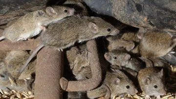 Charity announces $1 million fund for farmers affected by the mouse plague