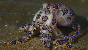 Beachgoers warned after blue-ringed octopus bites reported in Sydney