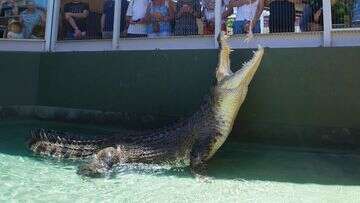 Saltwater crocodile from iconic movie Crocodile Dundee dies at remarkable age