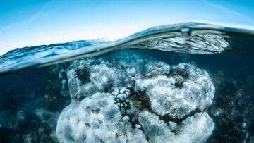 'Underwater bushfire': WA's Ningaloo corals hit by widespread bleaching