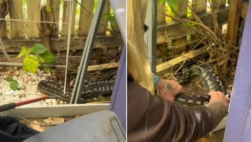 Snake catcher's heartbreak after python eats beloved family pet