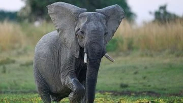 Elephant kills two female tourists from the UK and New Zealand