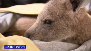 Orphaned joey found sitting next to dying mum in Victoria