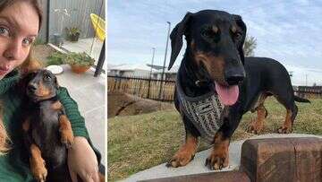 Queensland pet owner's horror as dachshund is mauled to death on walk