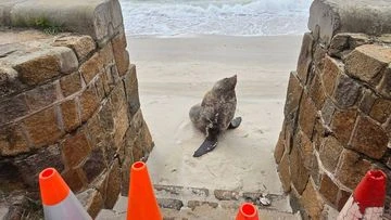 Mornington icon 'Sammy the seal' believed to be dead