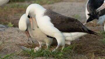 This seabird was first sighted in 1956 - and she's still alive