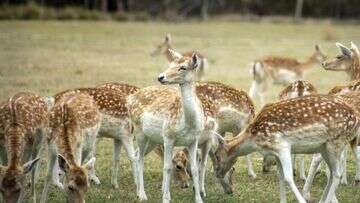 Concern feral deer will become 'Australia's next rabbit plague'