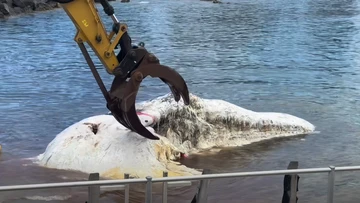 Rotting whale triggers urgent weekend shark warning along NSW coast