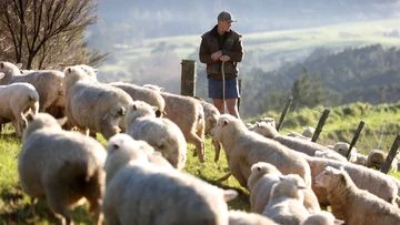 Yes, NZ still has more sheep than people. But humans are catching up