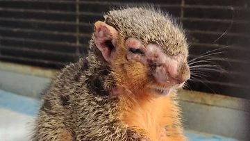 'Zombie squirrels' turning up in backyards and animal shelters across US