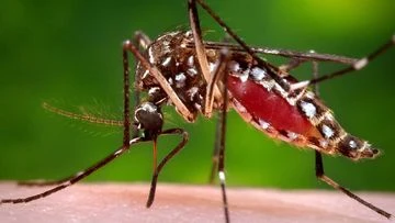 'Relentless' disease taking more and more lives on Australia's doorstep