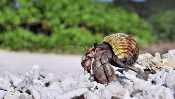 Thousands of protected hermit crabs found smuggled in suitcases