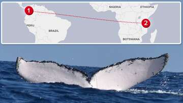 Humpback whale's marathon ocean journey sets new record