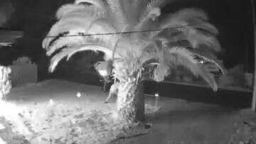 CCTV shows firebombs destroying home in Adelaide's south