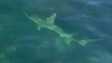 Shark spotted in hours before woman attacked on sea lion tour
