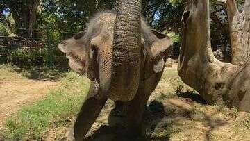 Beloved Perth elephant Permai about to embark on journey to new home