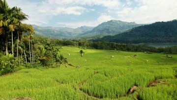 Bus skids off a cliff in Sri Lanka, killing eight