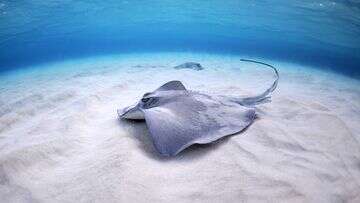 Man rushed to hospital after sting ray incident at Queensland beach