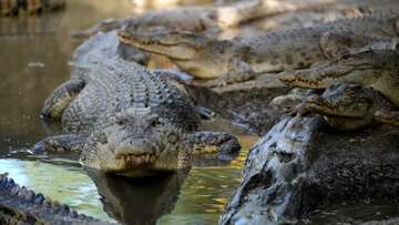 Rising crocodile attacks in Indonesia leave residents on edge