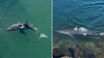 'Definitely a sight': Skipper spots two-metre great white shark