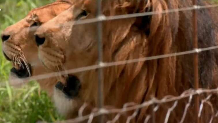 Trafficked lions Yoda and Ysis arrive safely at SANWILD Game Reserve