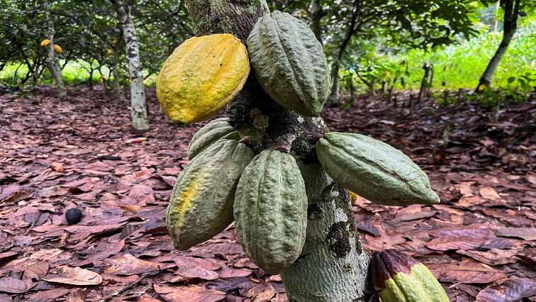 Ivory Coast weather supports main cocoa crop, farmers say