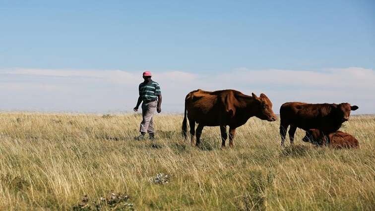 Vrede dairy farm scandal back in court on Monday