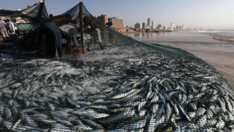 Sardines netted on Durban beaches