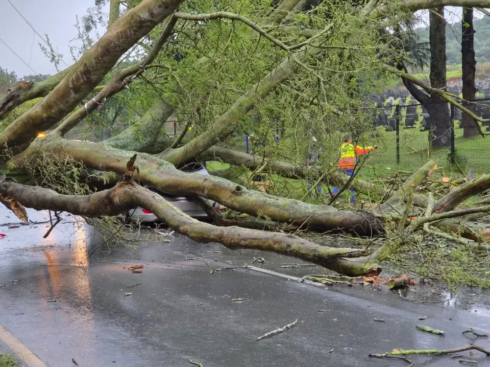 Fatal incident in Knysna as tree crushes vehicle