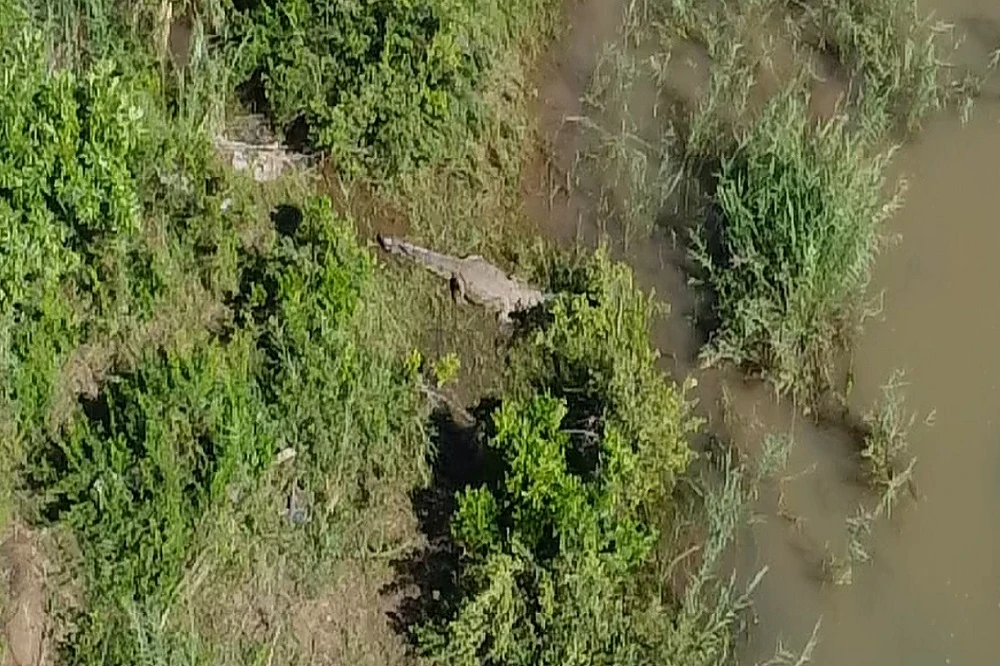 Pathologist to check if remains found inside crocodile is of Gauteng businessman: SAPS