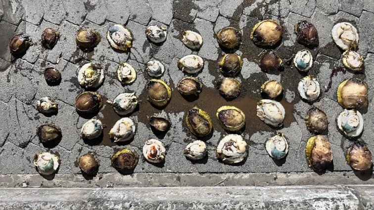 Suspect arrested with R13 000 abalone in Mossel Bay