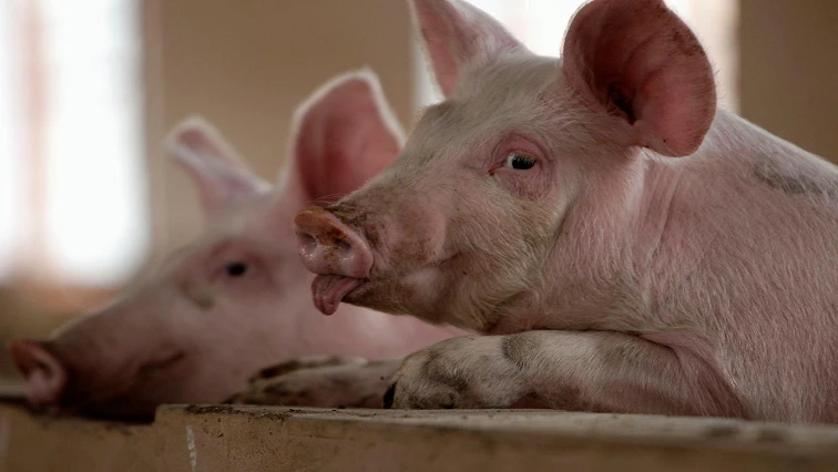 Limpopo woman ventures into pig farming amid unemployment crisis