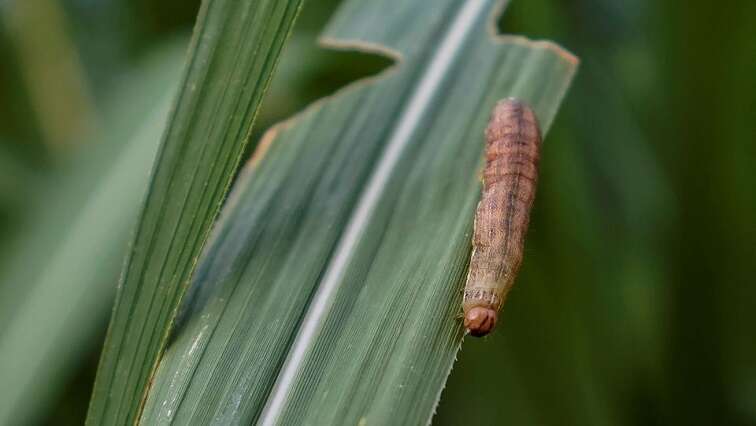 African armyworm outbreak ravages crops in some parts of Limpopo