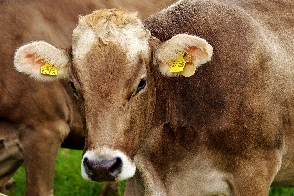 Limpopo farmers count losses amid foot-and-mouth disease outbreak