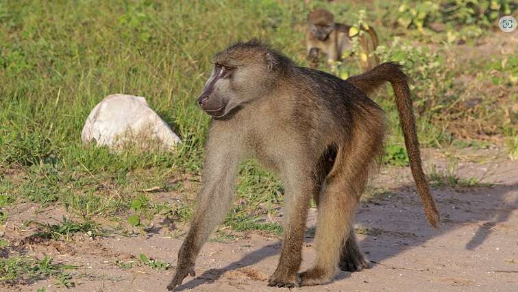 NSPCA on education drive about wildlife following baboon’s killing