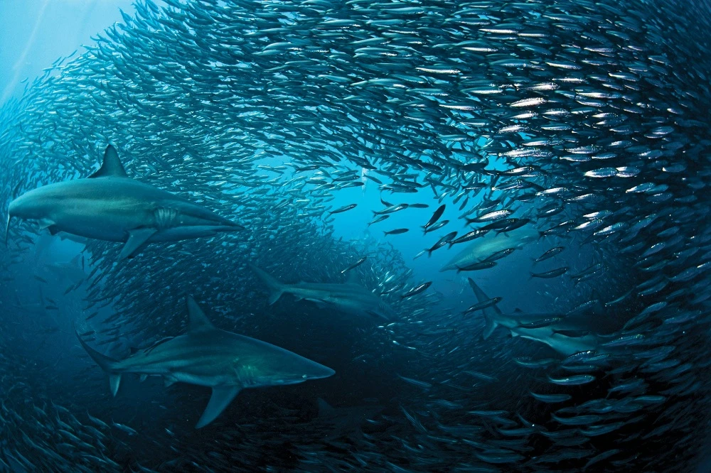 Sardines netted in upper south coast in KZN