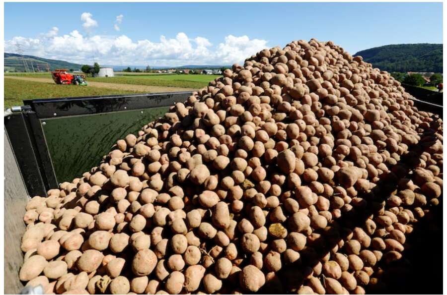 Potatoe prices expected to skyrocket