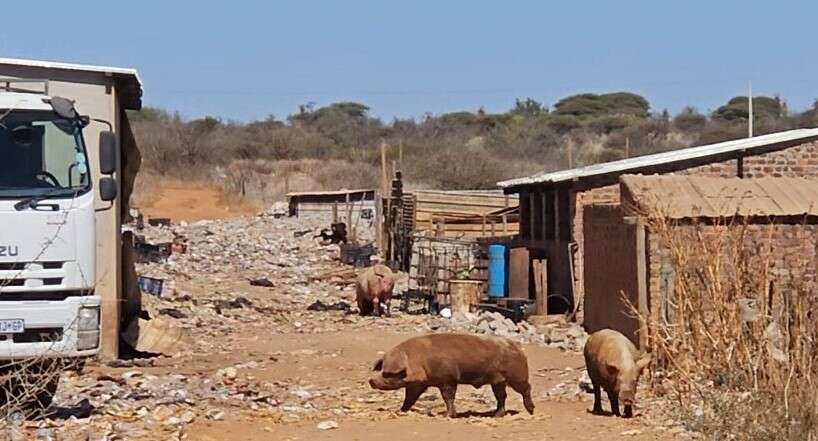 Graphic content | Limpopo pig farmer, two workers in court for murder