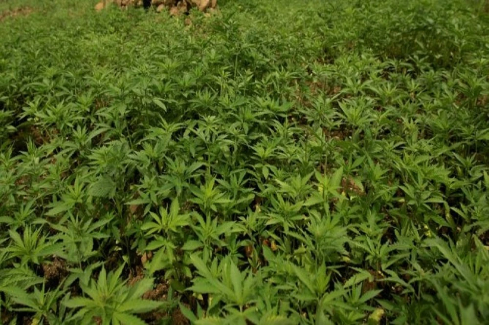 Industrial hemp plantation launched in Limpopo to fight unemployment