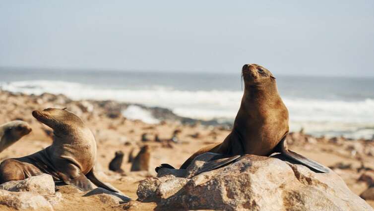 Plett visitors assured of safe holiday amid rabies among seals