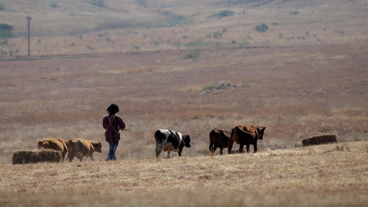 Three suspected stocktheft thieves killed in police shootout in EC