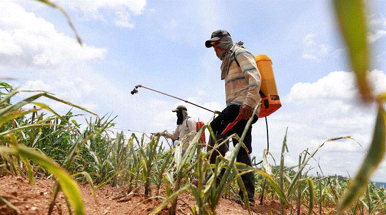 Basic Education starts process of banning pesticides at schools