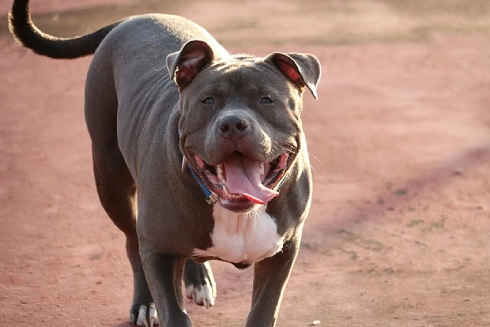 Owner of a pitbull that mauled a boy in FS set to be sentenced