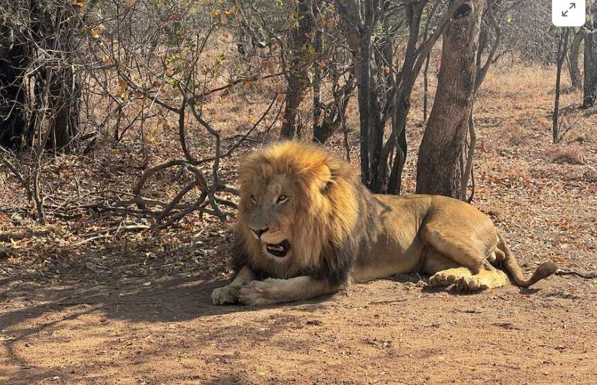 Mpumalanga Tourism dispatches team to catch escaped lion