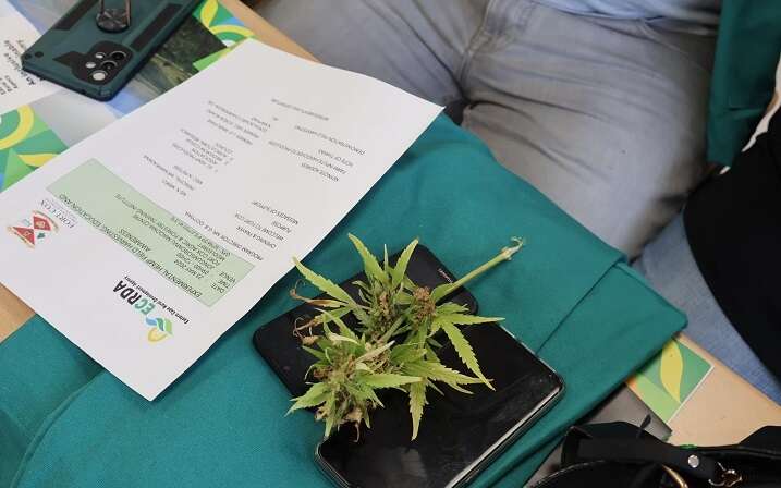 Eastern Cape aims to become Cannabis industry hub