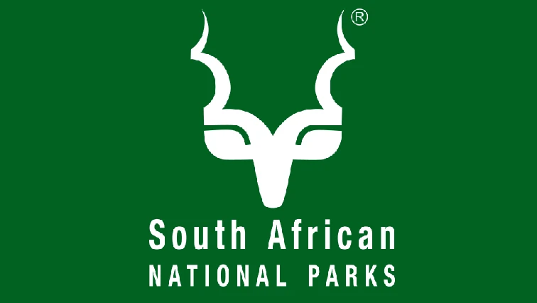 SANParks installs tracking units on vultures after poisoning